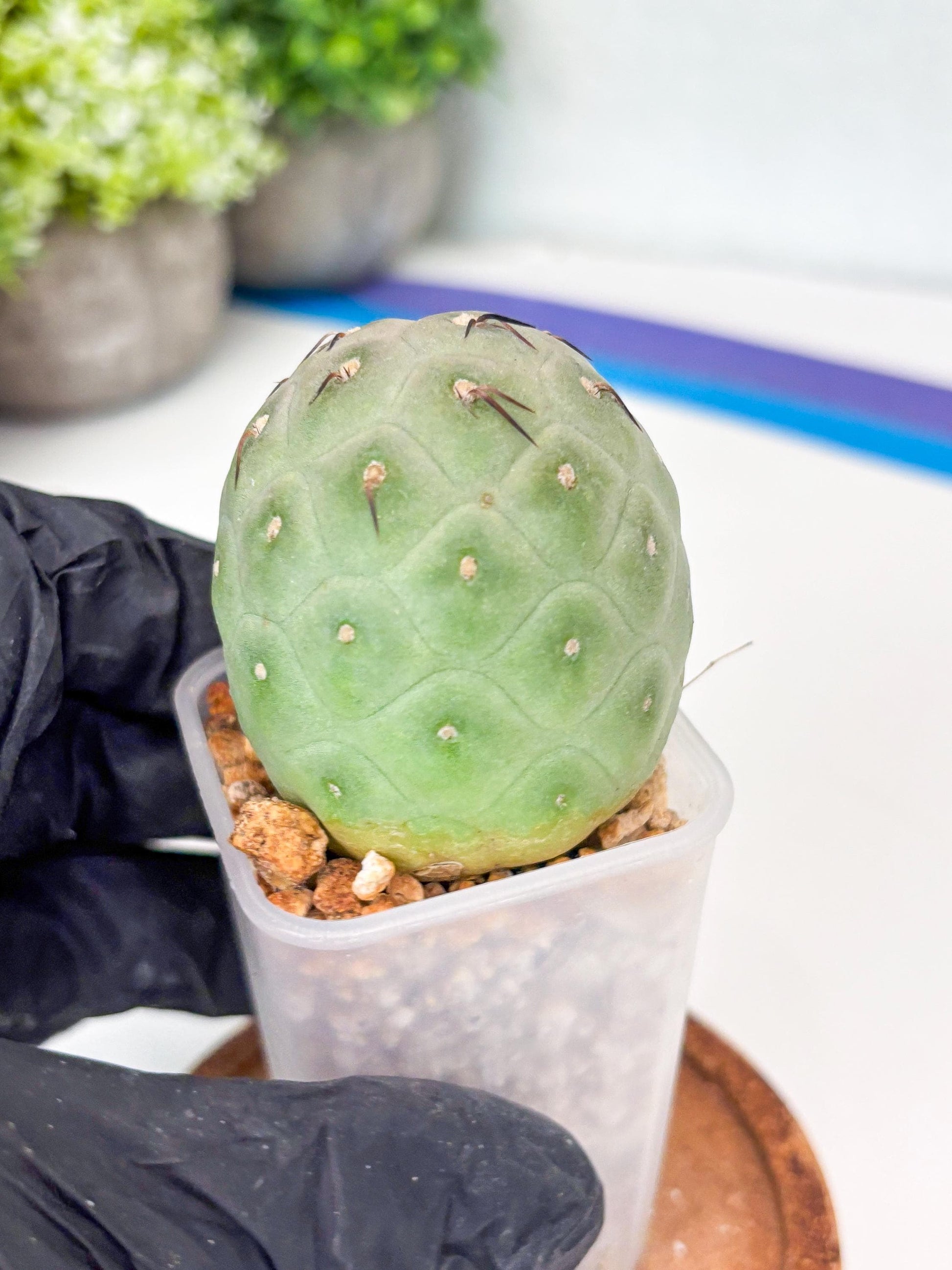 Rare Tephrocactus Geometricus (g) | Single Ball Cactus