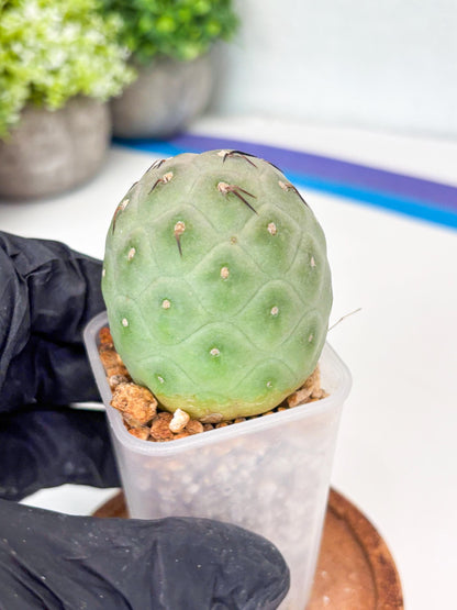 Rare Tephrocactus Geometricus (g) | Single Ball Cactus