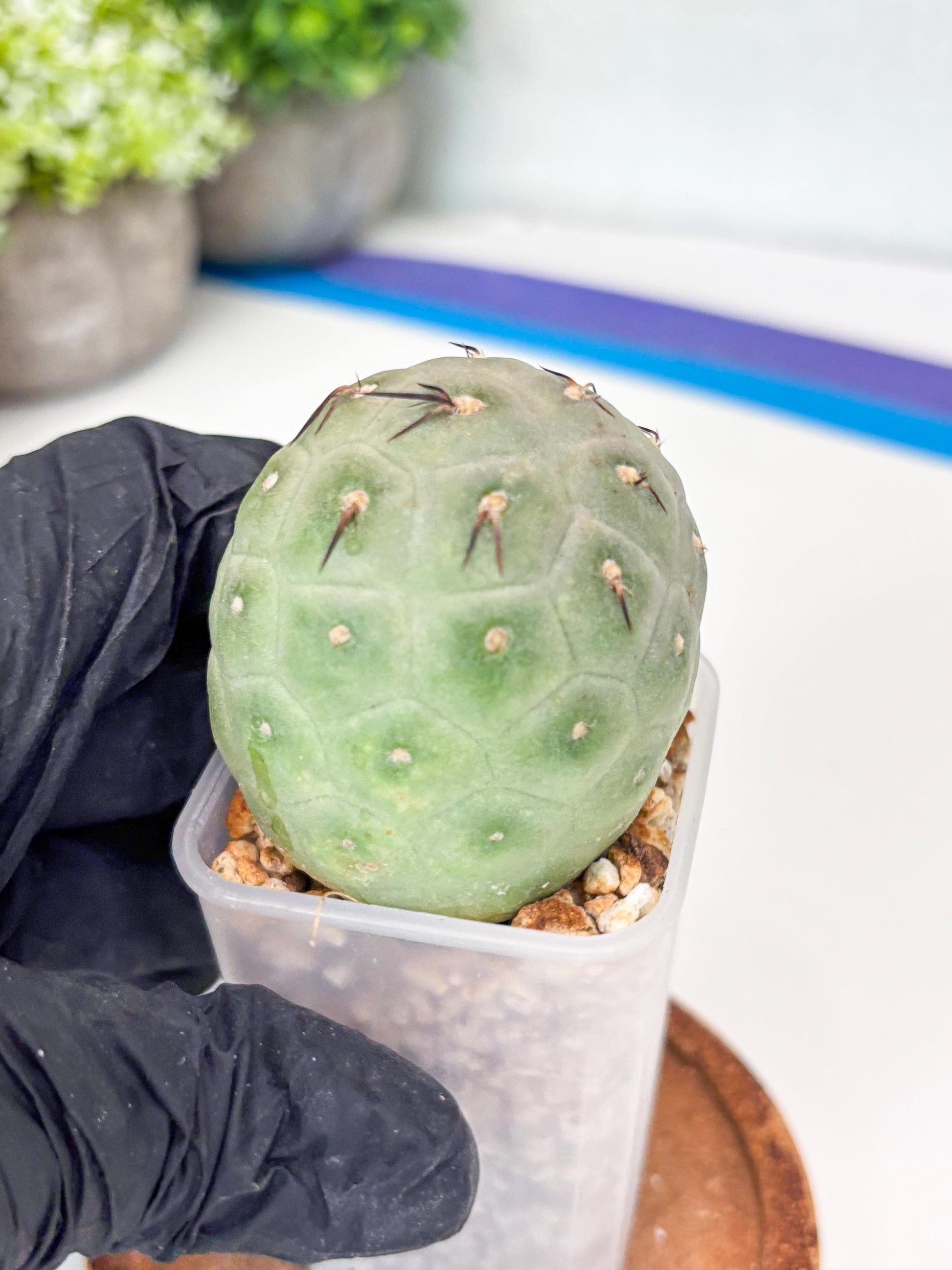 Rare Tephrocactus Geometricus (g) | Single Ball Cactus