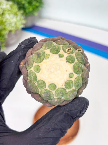 Coryphantha Elephantidens cv. Inermis (P) | Disocunted