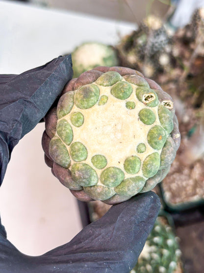 Coryphantha Elephantidens cv. Inermis (P) | Disocunted