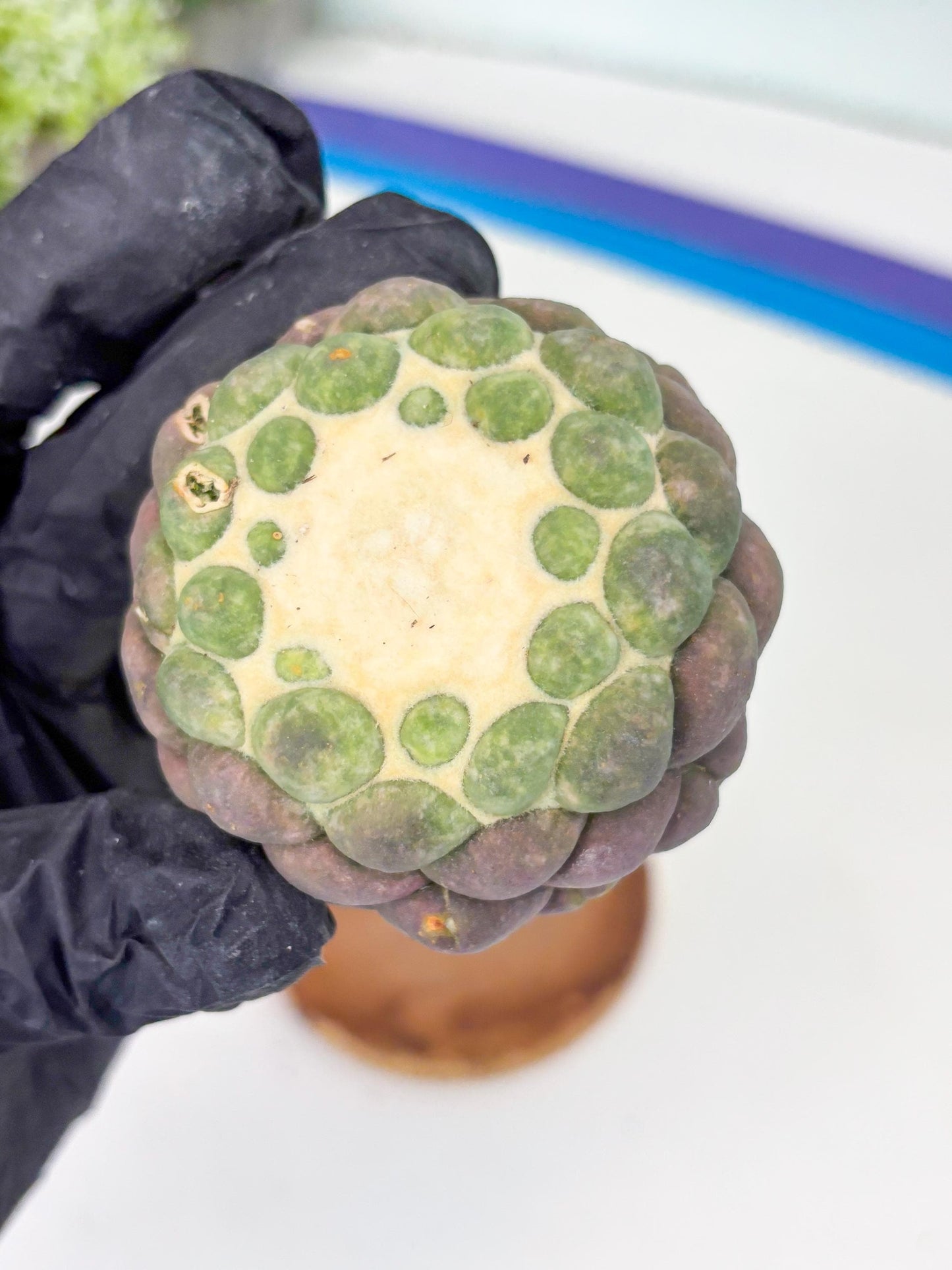 Coryphantha Elephantidens cv. Inermis (P) | Disocunted