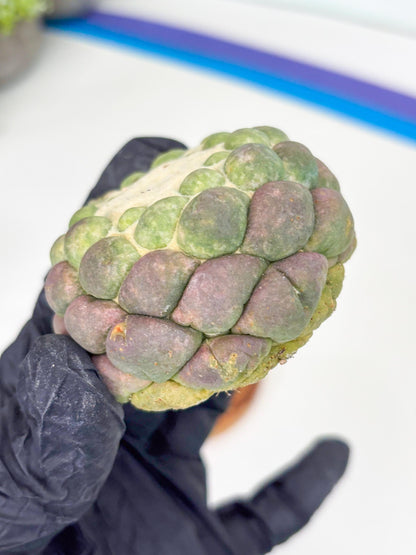 Coryphantha Elephantidens cv. Inermis (P) | Disocunted