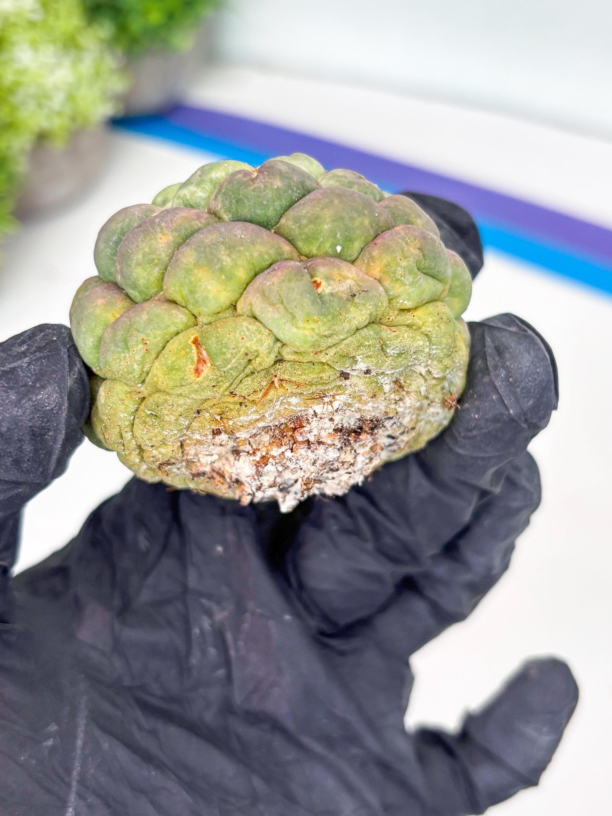 Coryphantha Elephantidens cv. Inermis (P) | Disocunted