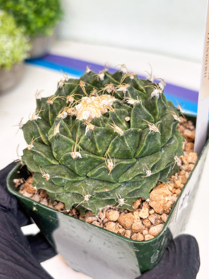 echeveria Cactus (4) | Imported Cactus | Rare Succulent
