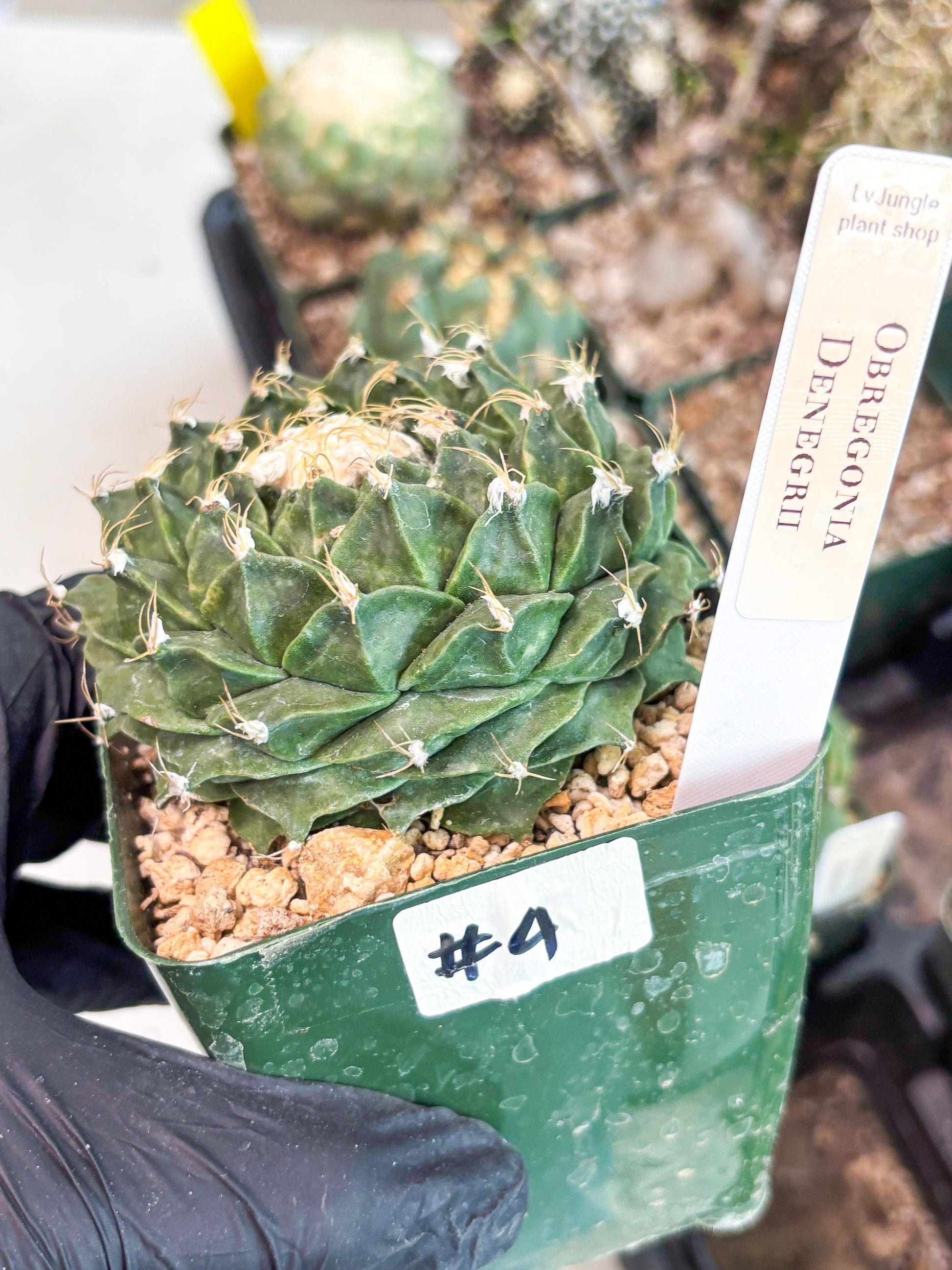 echeveria Cactus (4) | Imported Cactus | Rare Succulent