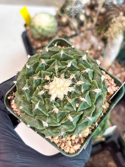 echeveria Cactus (4) | Imported Cactus | Rare Succulent