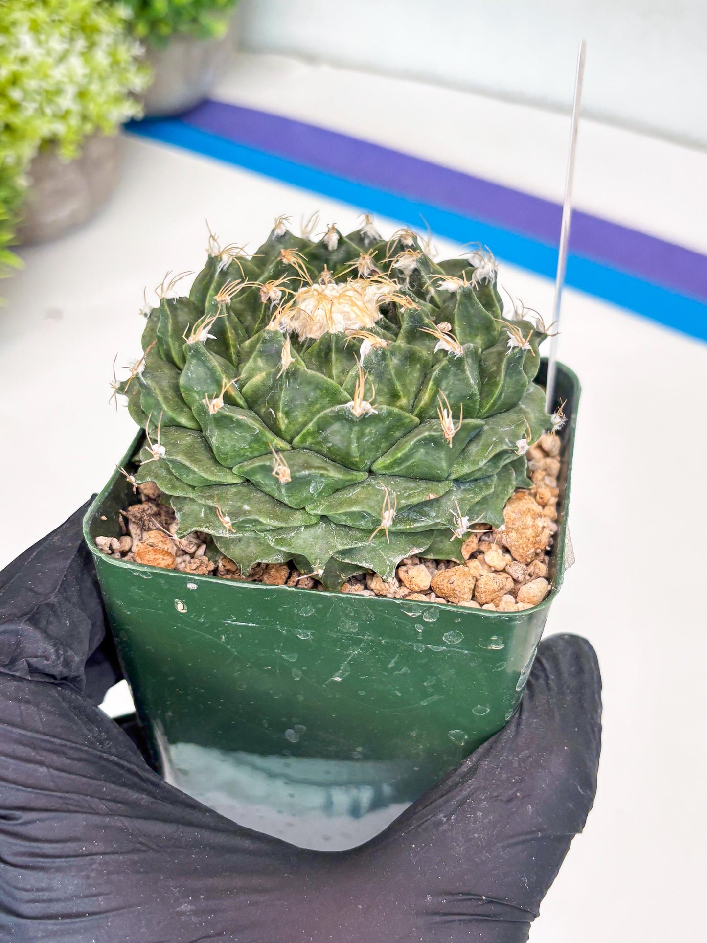 echeveria Cactus (4) | Imported Cactus | Rare Succulent