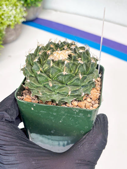 echeveria Cactus (4) | Imported Cactus | Rare Succulent