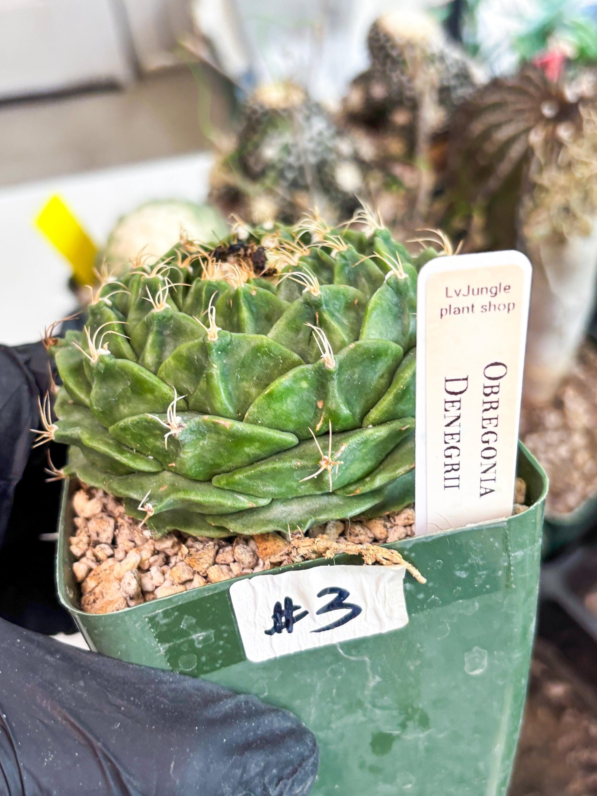 echeveria Cactus (3) | Imported Cactus | Rare Succulent