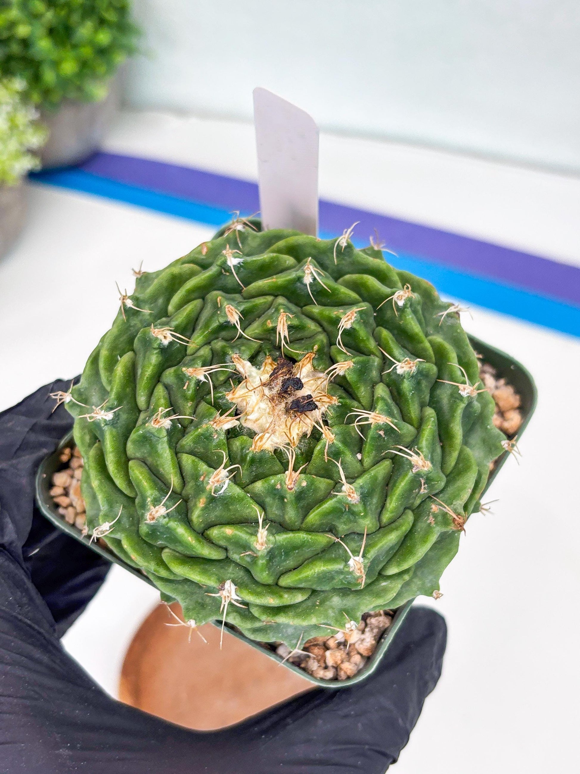 echeveria Cactus (3) | Imported Cactus | Rare Succulent