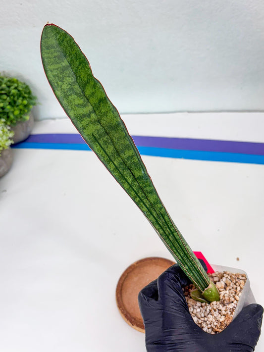 Sansevieria sinus-simiorum CG09 (p) | Imported Plant