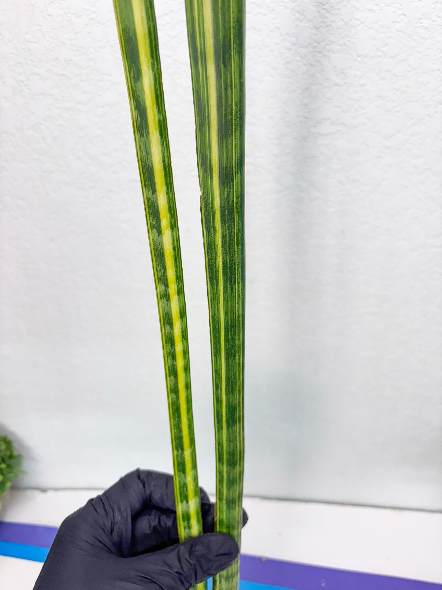 Sansevieria Trifasciata Parva Stick Var (p) | Imported Plant