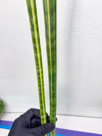 Sansevieria Trifasciata Parva Stick Var (p) | Imported Plant