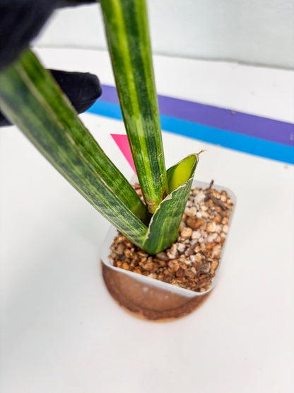 Sansevieria Trifasciata Parva Stick Var (p) | Imported Plant
