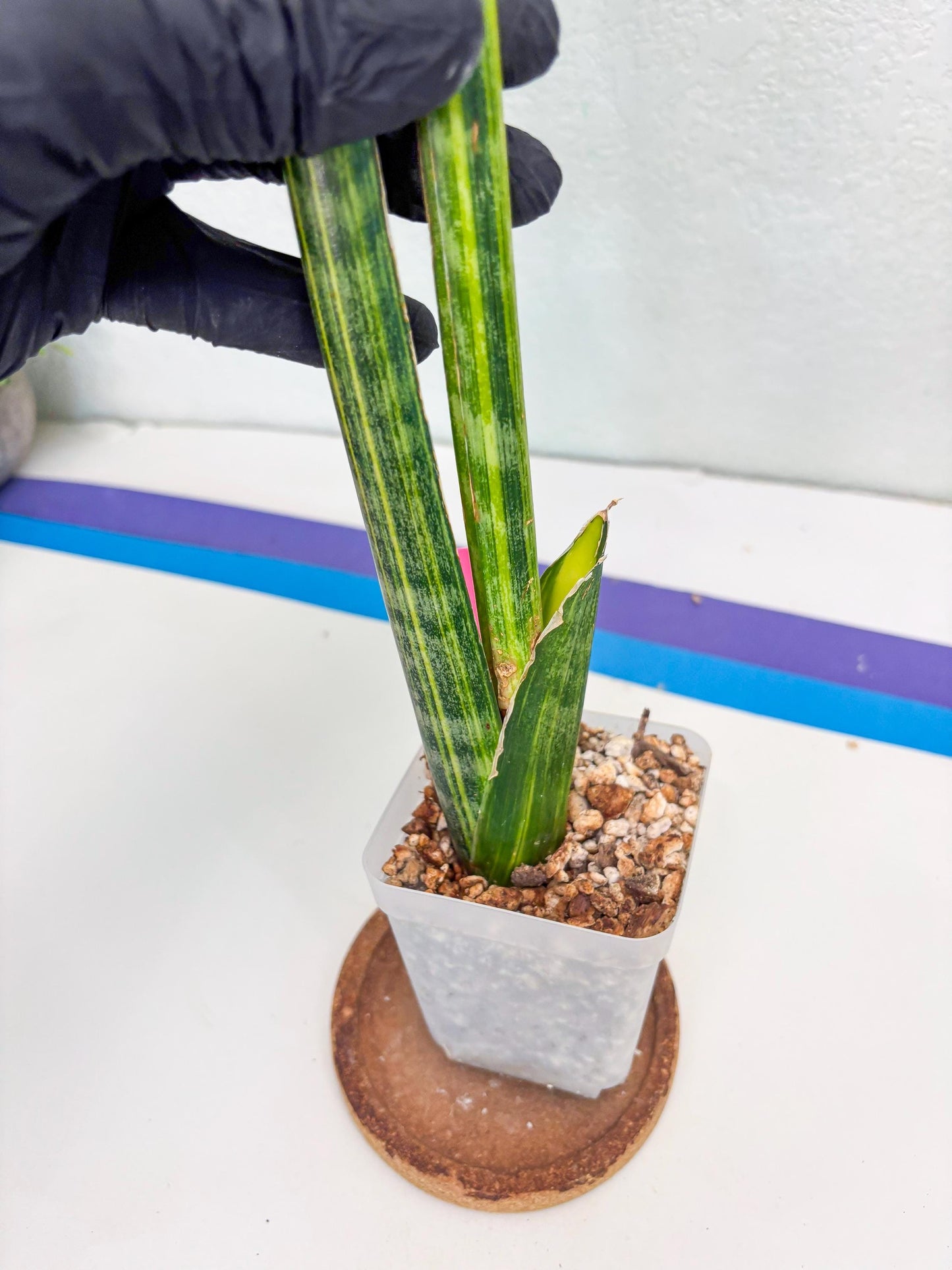 Sansevieria Trifasciata Parva Stick Var (p) | Imported Plant