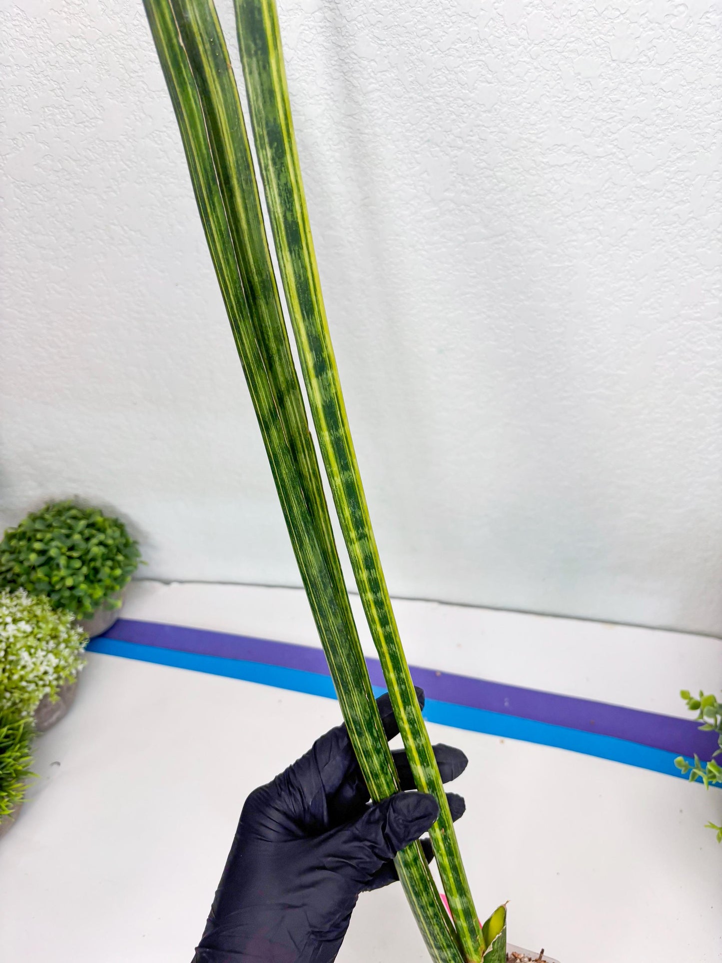 Sansevieria Trifasciata Parva Stick Var (p) | Imported Plant
