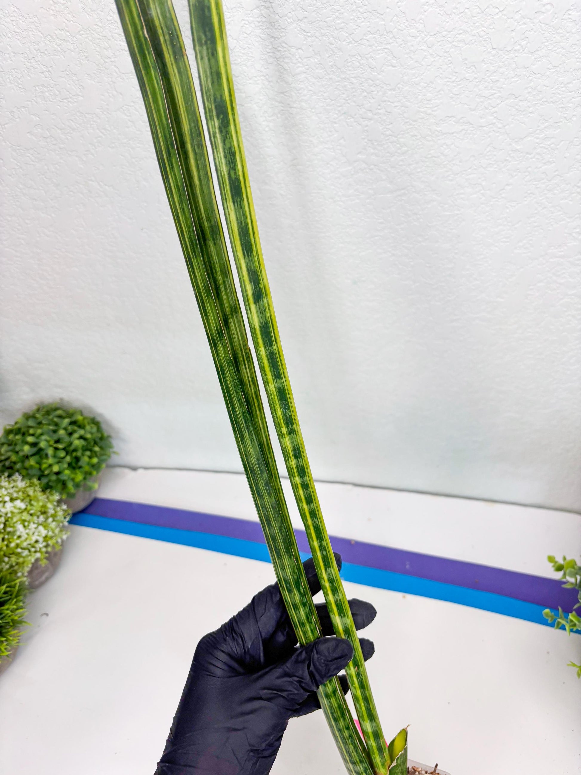 Sansevieria Trifasciata Parva Stick Var (p) | Imported Plant