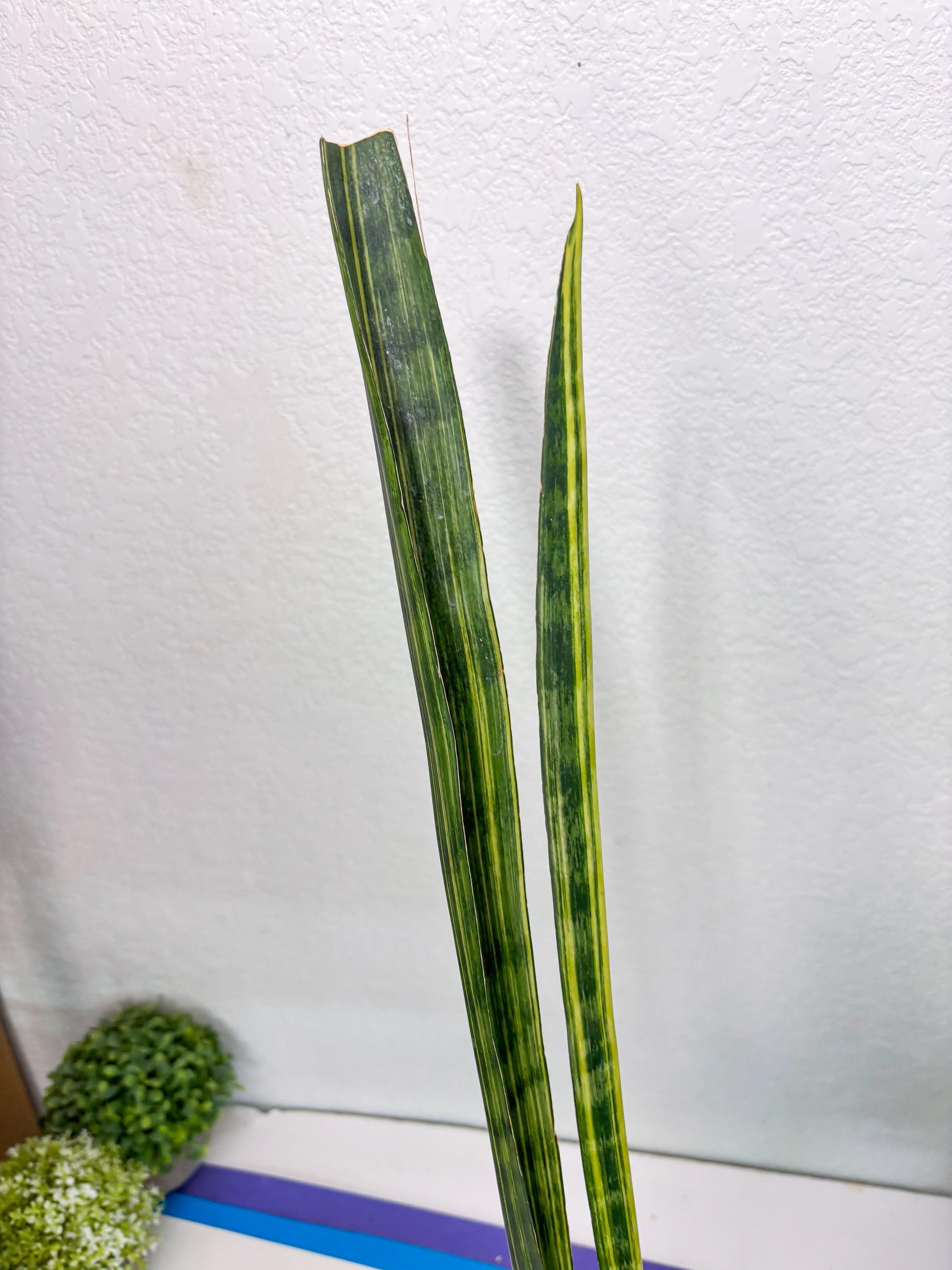Sansevieria Trifasciata Parva Stick Var (p) | Imported Plant