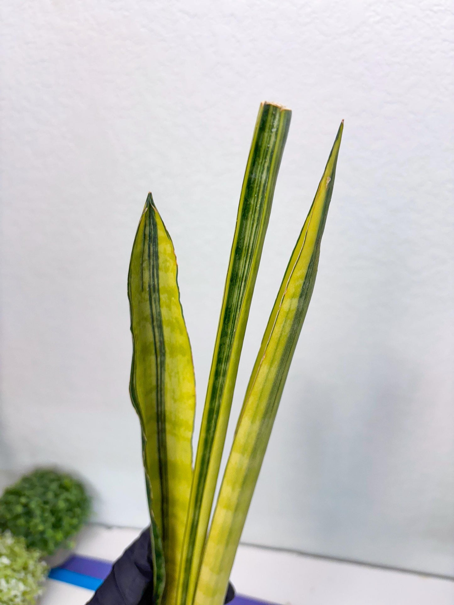 Sansevieria Trifasciata Parva Stick Var (b) | Imported Plant