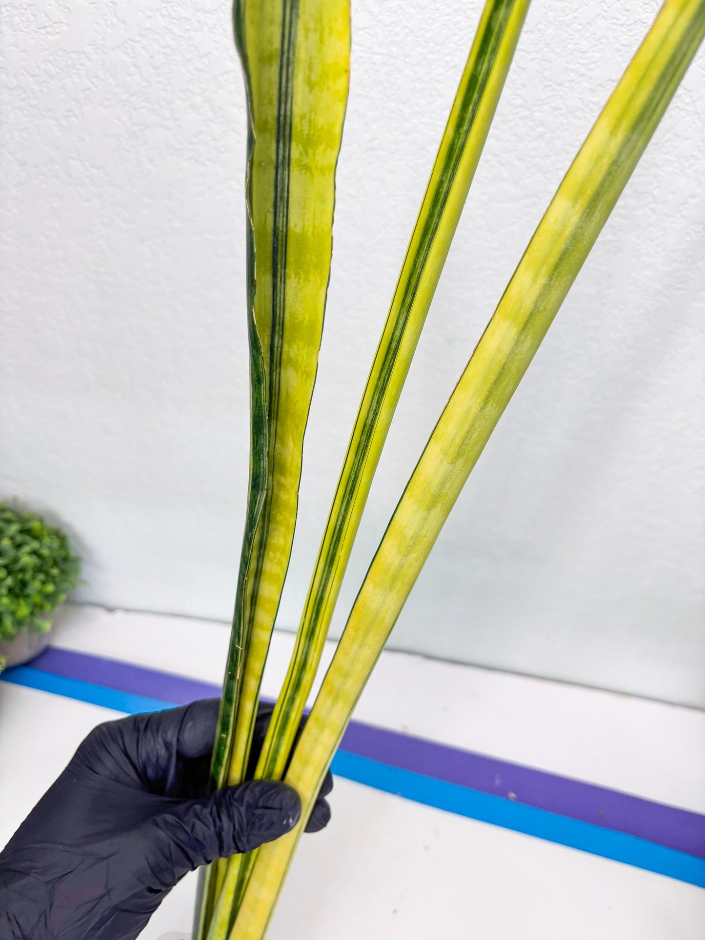 Sansevieria Trifasciata Parva Stick Var (b) | Imported Plant