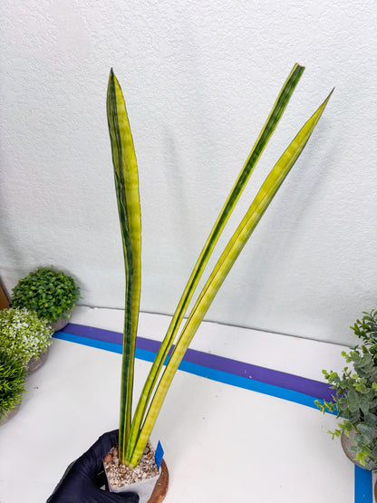 Sansevieria Trifasciata Parva Stick Var (b) | Imported Plant