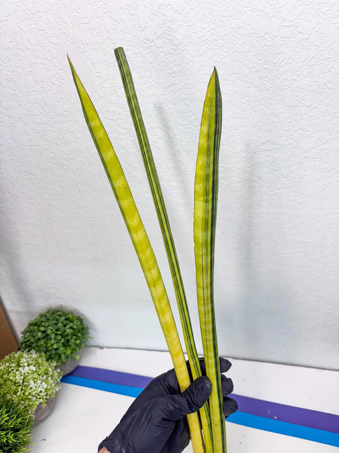 Sansevieria Trifasciata Parva Stick Var (b) | Imported Plant