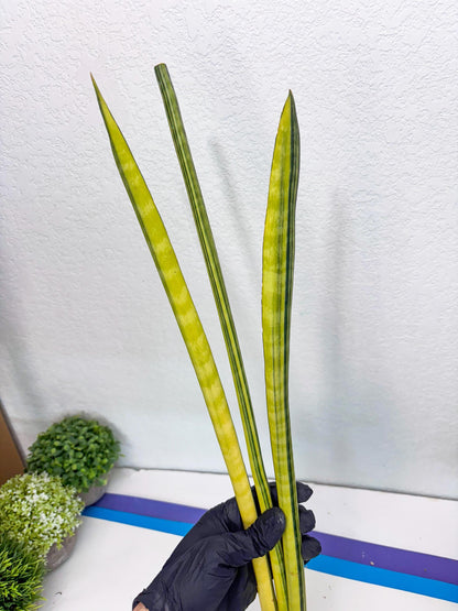 Sansevieria Trifasciata Parva Stick Var (b) | Imported Plant