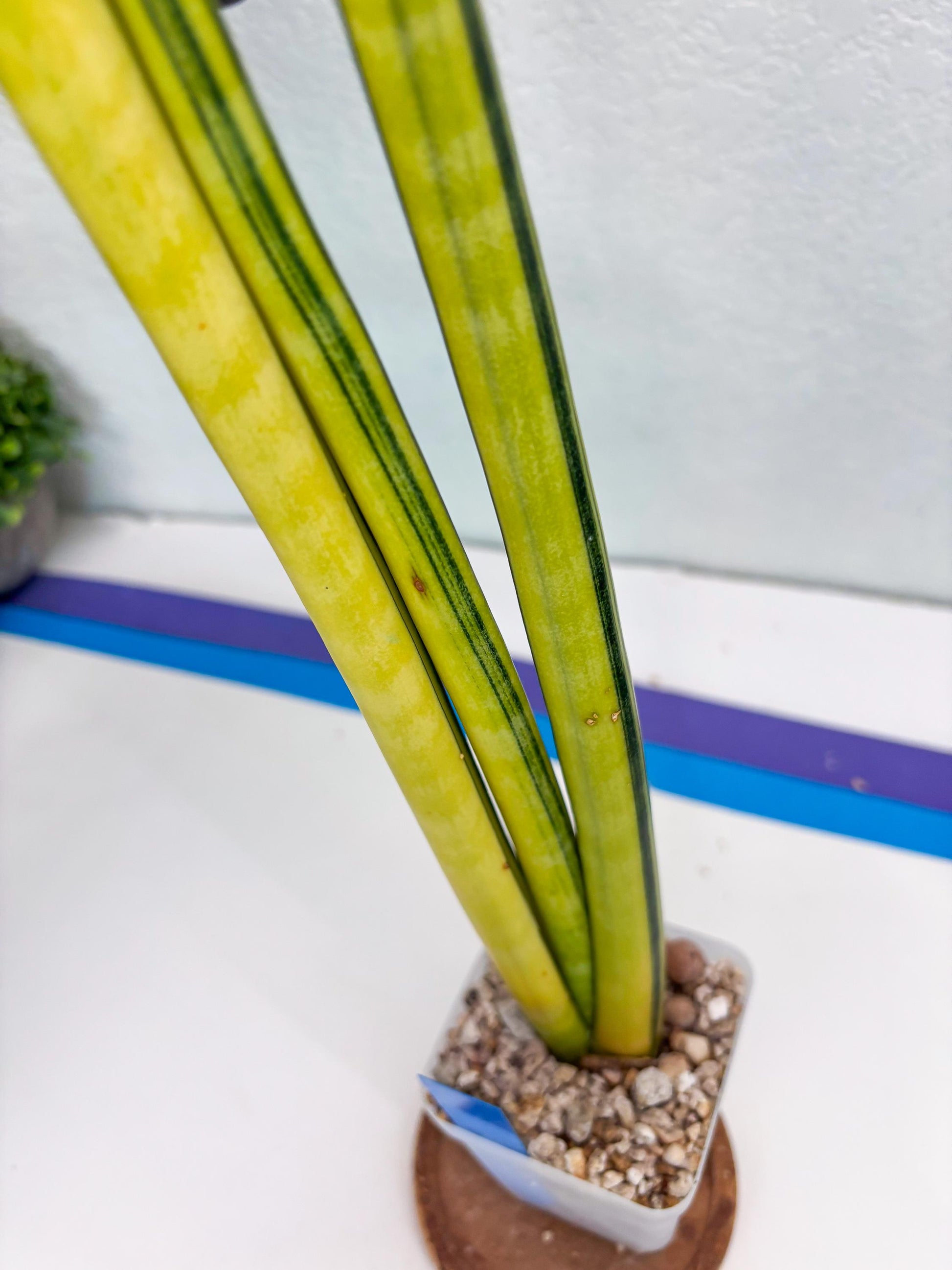 Sansevieria Trifasciata Parva Stick Var (b) | Imported Plant