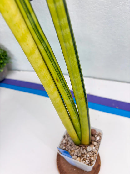 Sansevieria Trifasciata Parva Stick Var (b) | Imported Plant