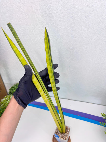 Sansevieria Trifasciata Parva Stick Var (b) | Imported Plant