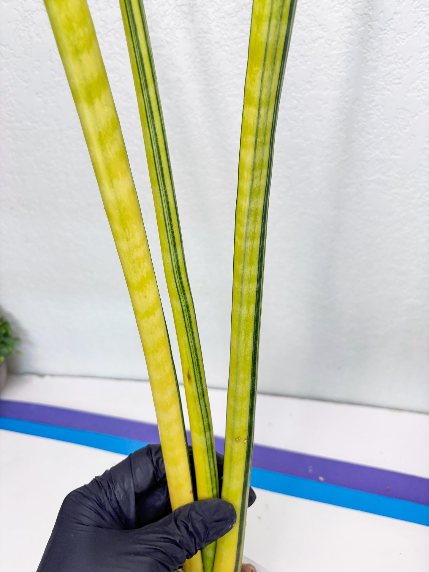 Sansevieria Trifasciata Parva Stick Var (b) | Imported Plant