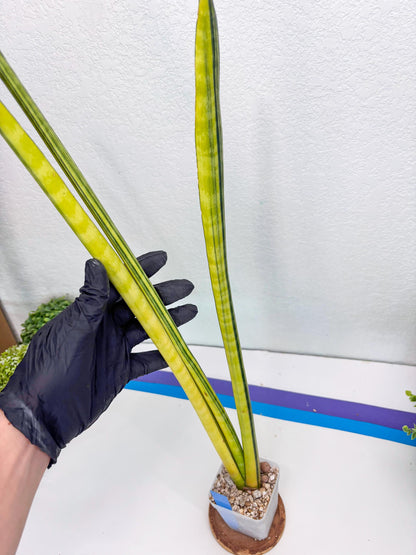 Sansevieria Trifasciata Parva Stick Var (b) | Imported Plant