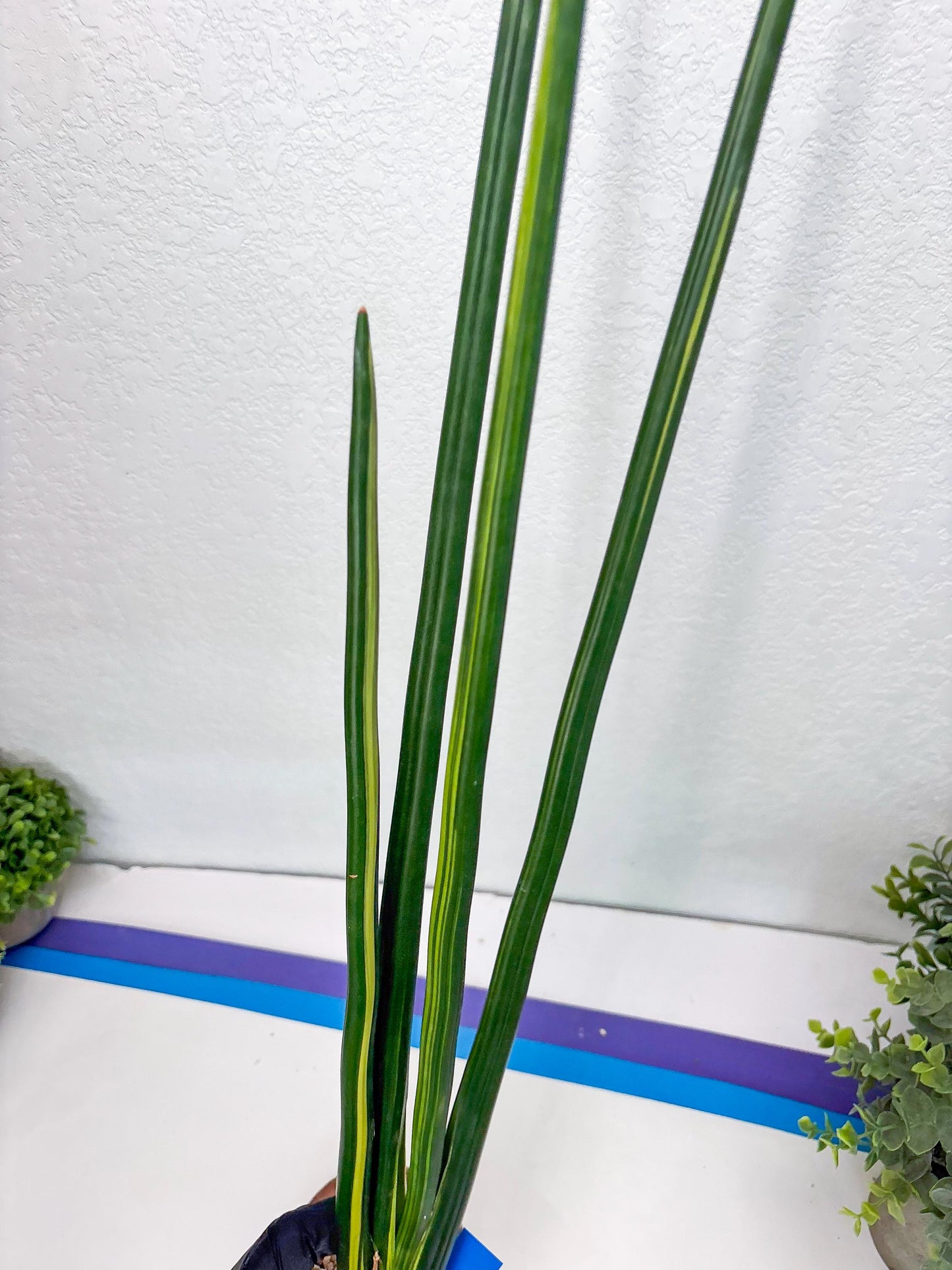 Sansevieria Erythraeae Var (b) | Imported House Plant