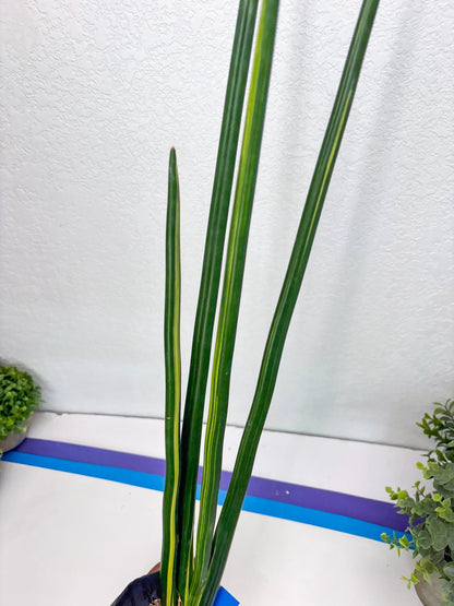 Sansevieria Erythraeae Var (b) | Imported House Plant