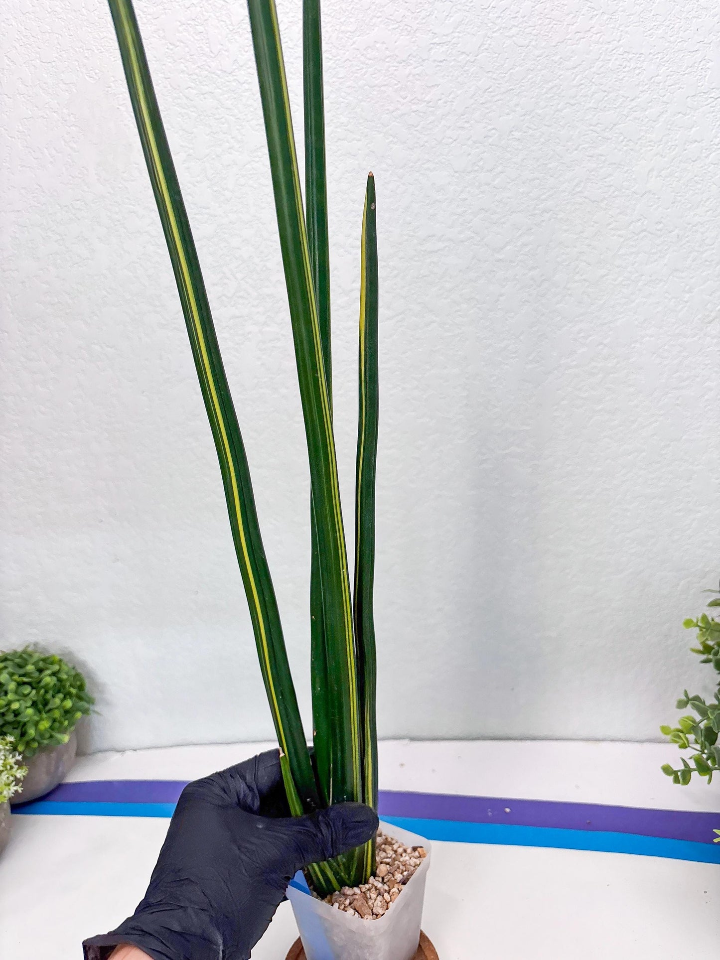 Sansevieria Erythraeae Var (b) | Imported House Plant