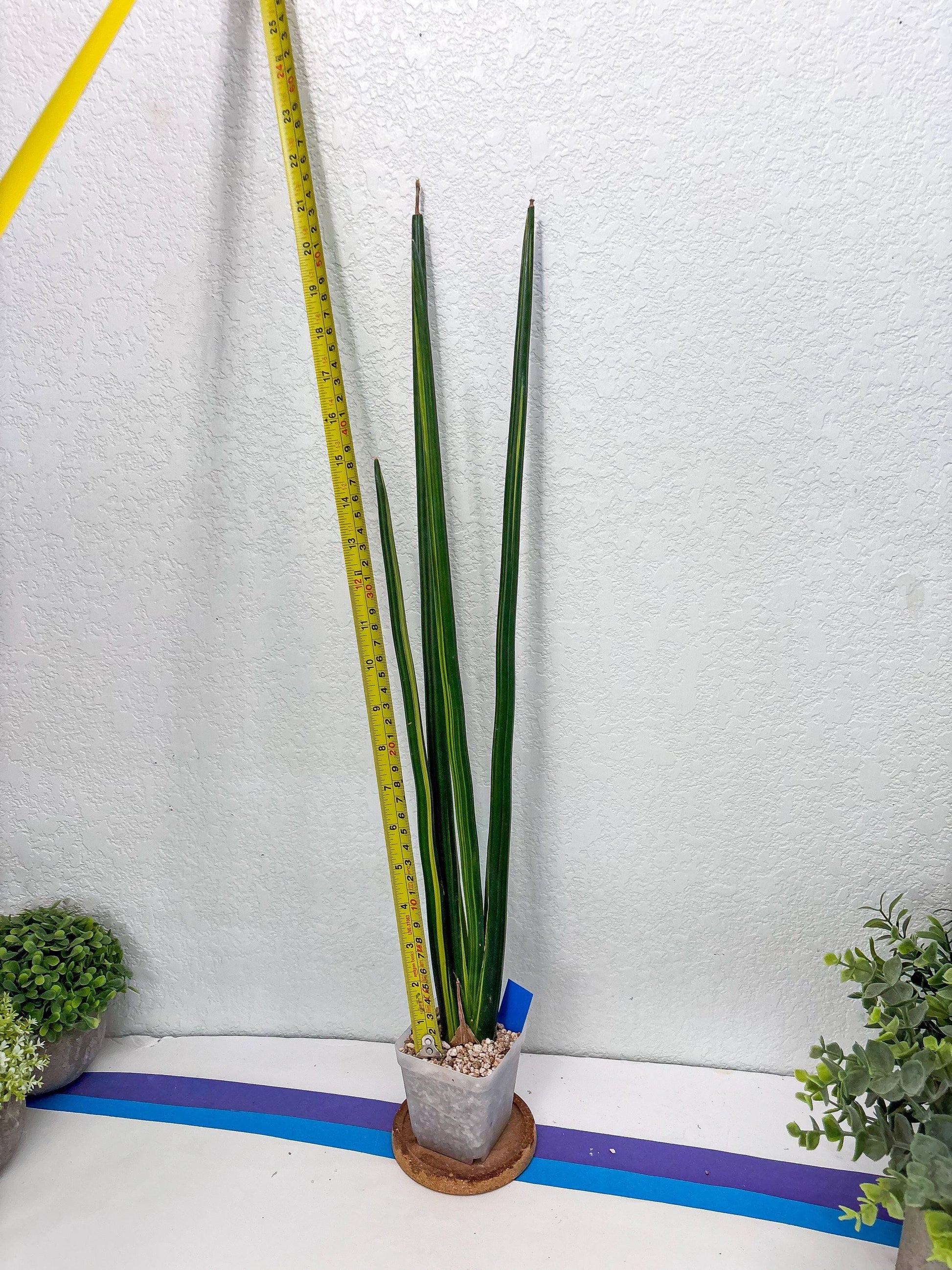 Sansevieria Erythraeae Var (b) | Imported House Plant