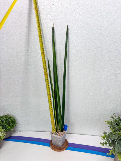 Sansevieria Erythraeae Var (b) | Imported House Plant