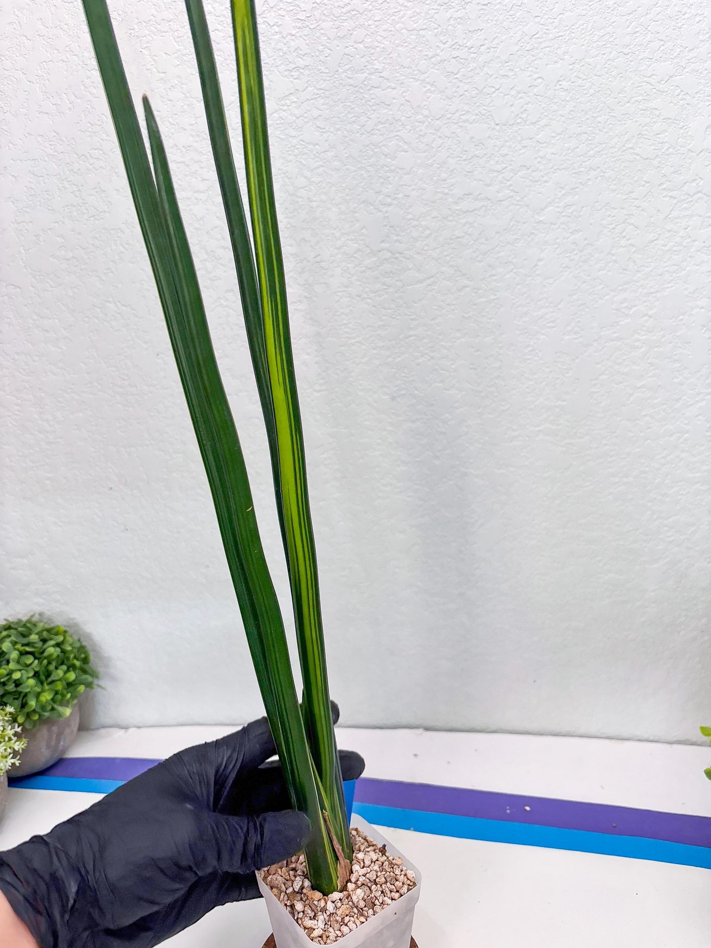 Sansevieria Erythraeae Var (b) | Imported House Plant