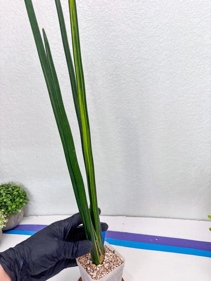 Sansevieria Erythraeae Var (b) | Imported House Plant