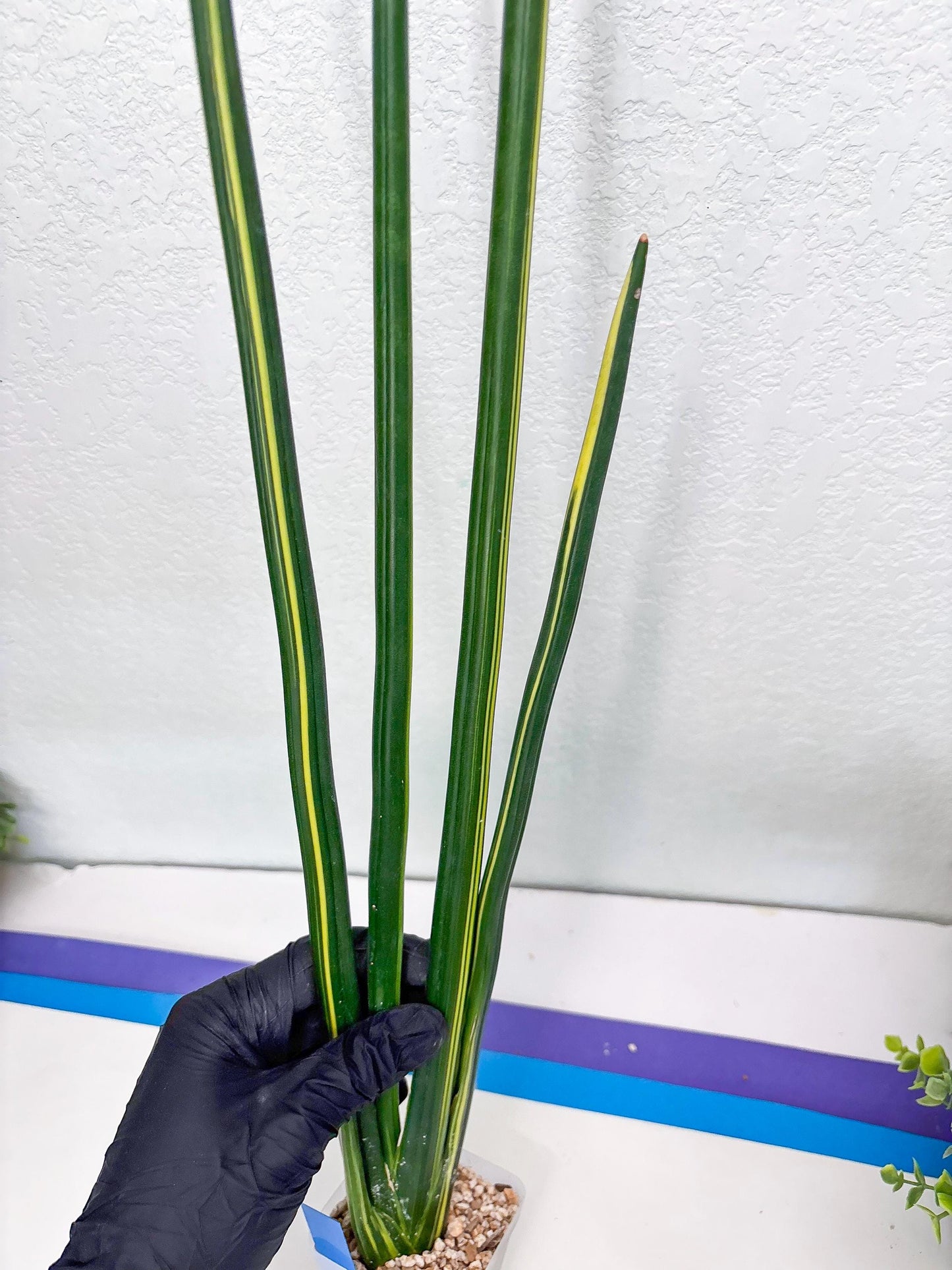 Sansevieria Erythraeae Var (b) | Imported House Plant