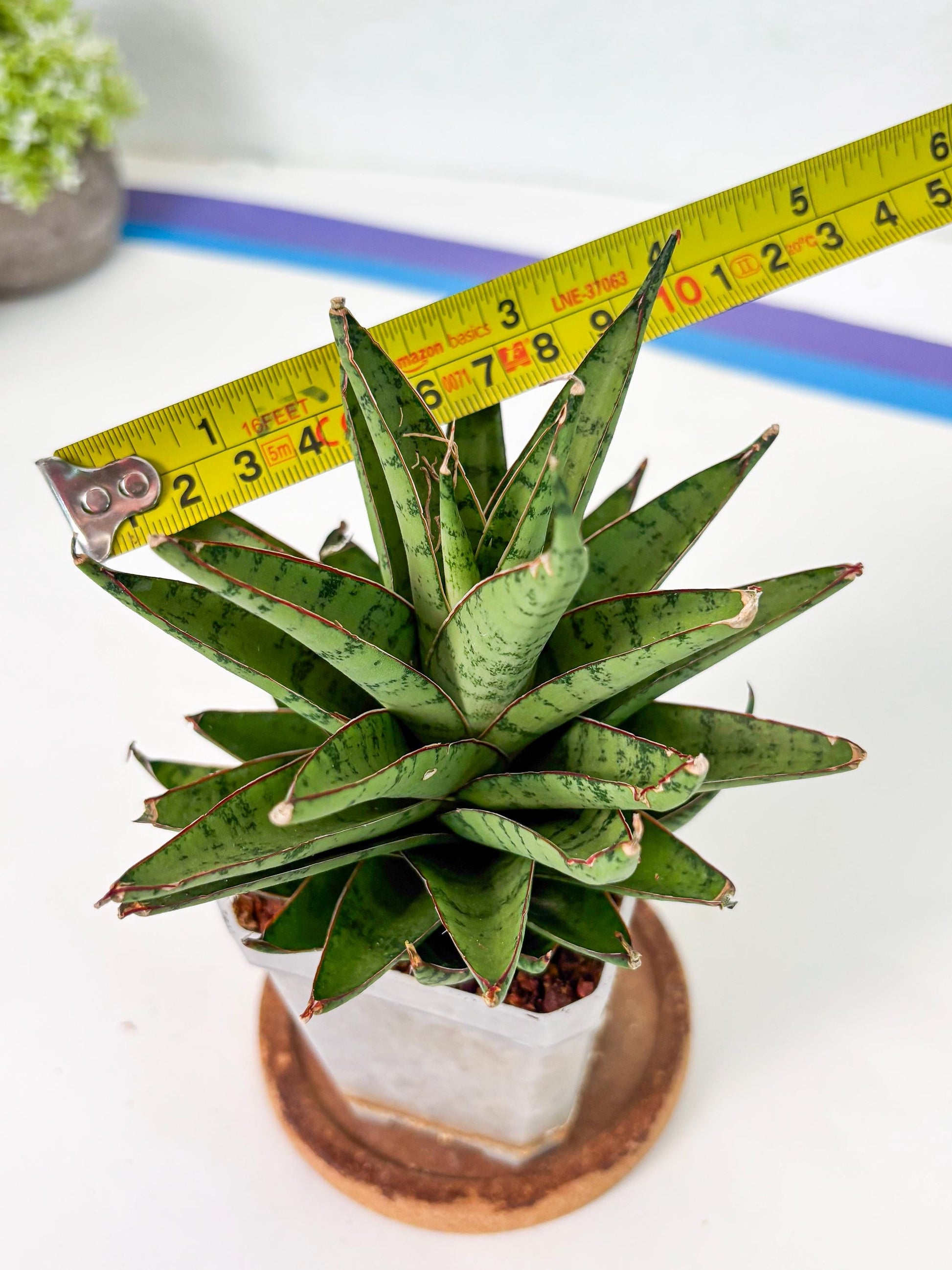 Sansevieria Dararai (Su3) (9) | Imported Sansevieria