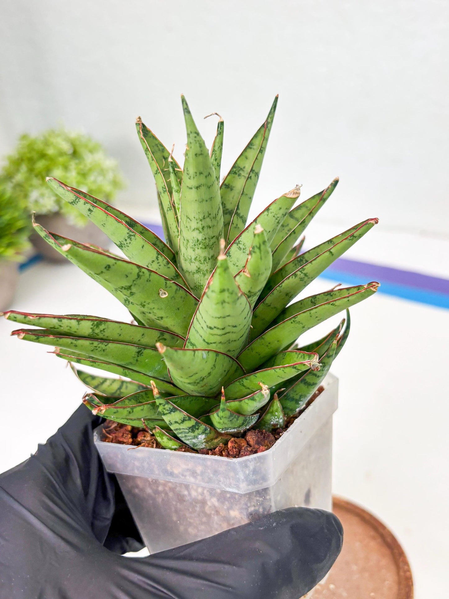Sansevieria Dararai (Su3) (9) | Imported Sansevieria