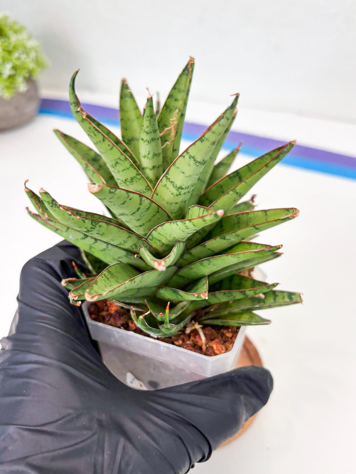 Sansevieria Dararai (Su3) (9) | Imported Sansevieria