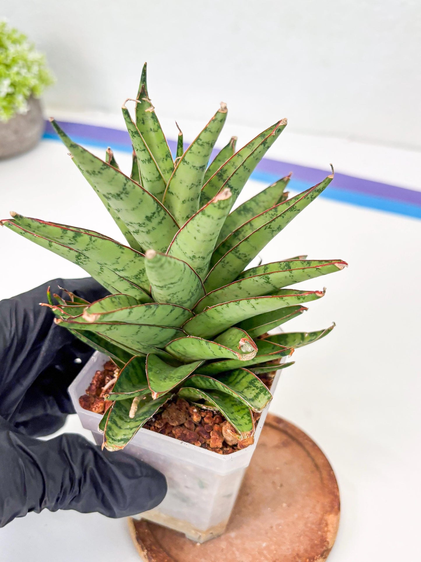 Sansevieria Dararai (Su3) (9) | Imported Sansevieria