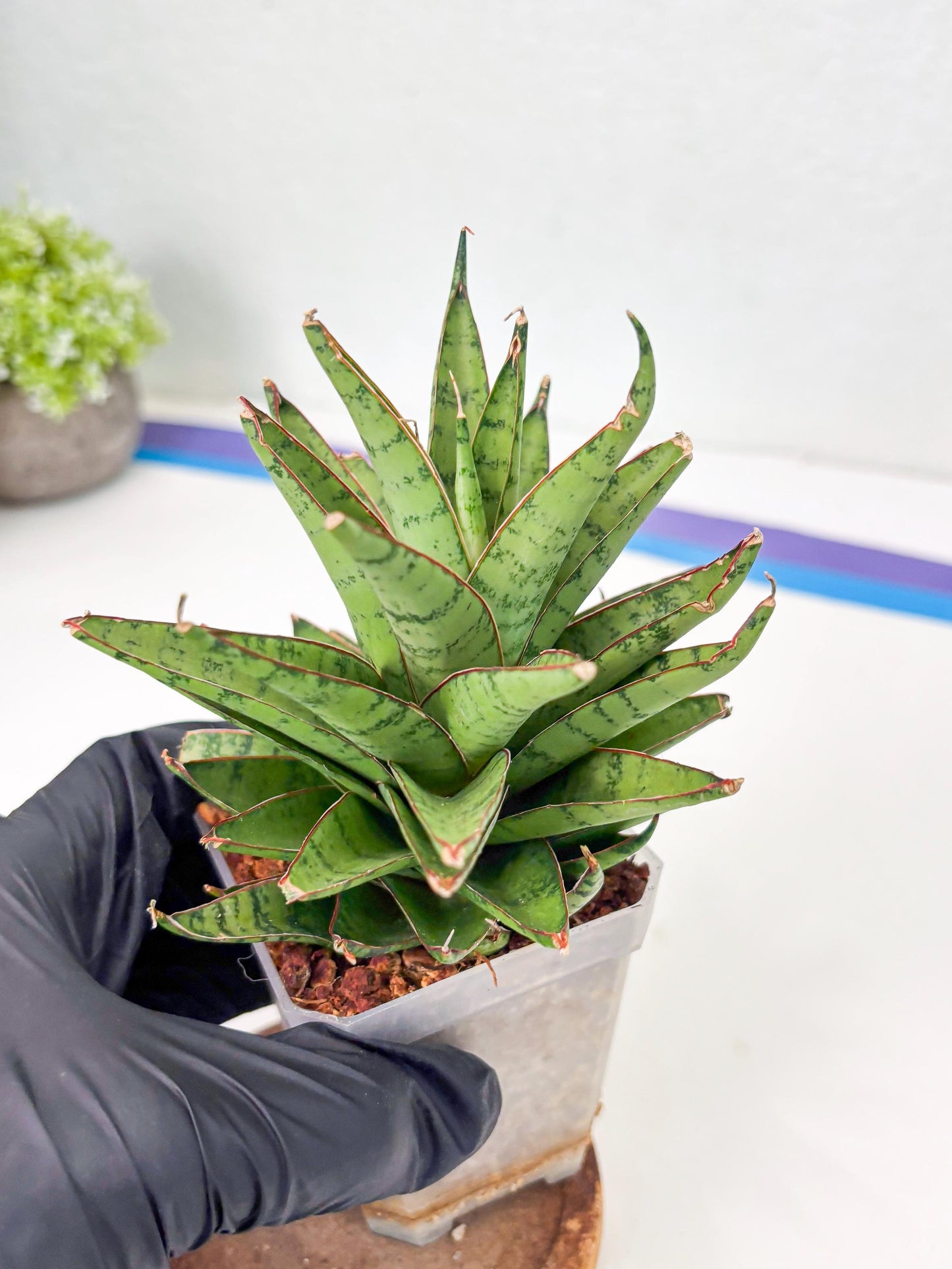 Sansevieria Dararai (Su3) (9) | Imported Sansevieria