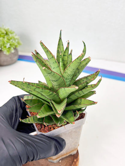 Sansevieria Dararai (Su3) (9) | Imported Sansevieria