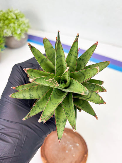 Sansevieria Dararai (Su3) (9) | Imported Sansevieria