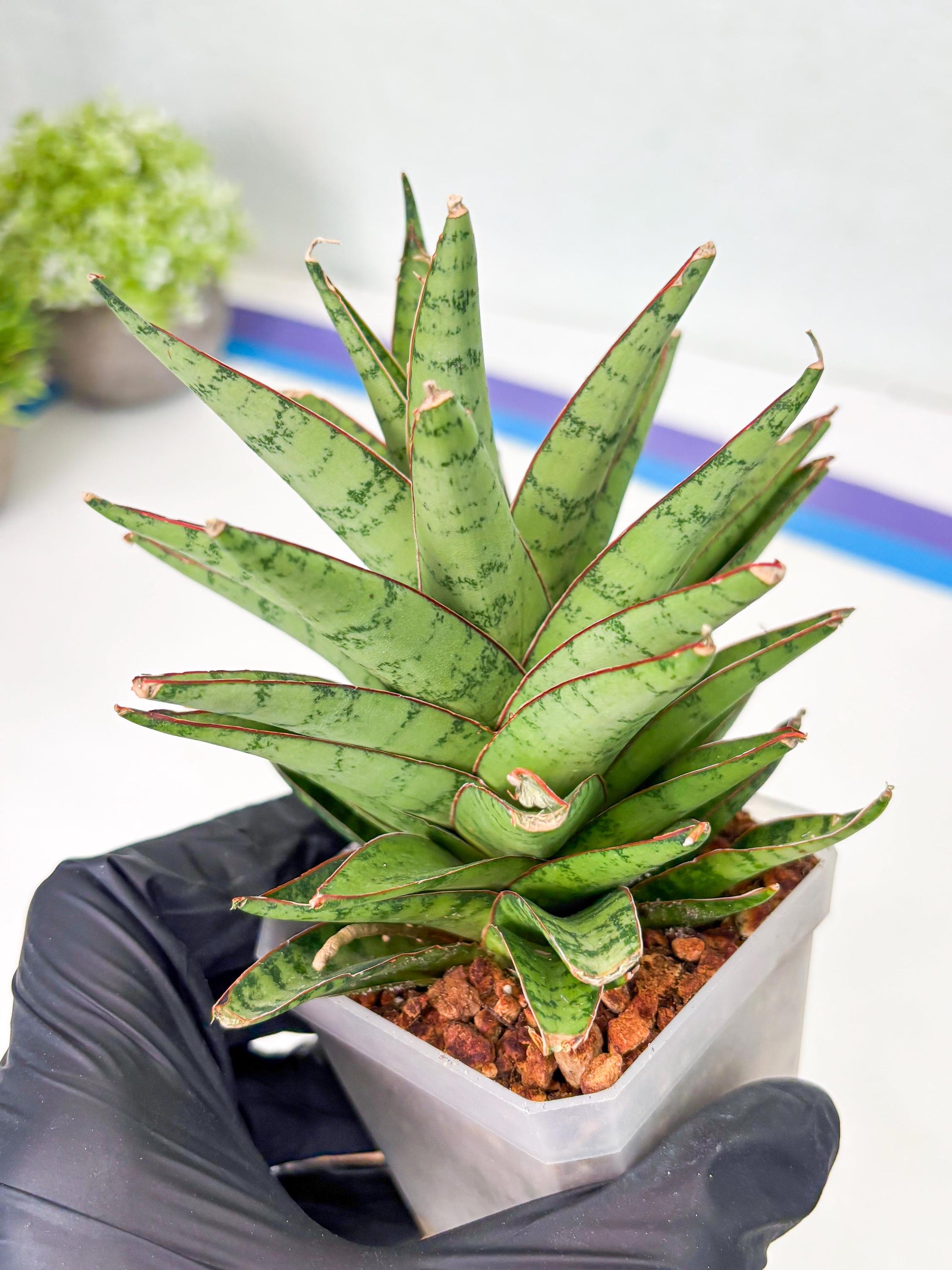 Sansevieria Dararai (Su3) (9) | Imported Sansevieria