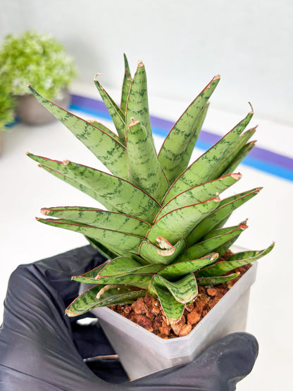 Sansevieria Dararai (Su3) (9) | Imported Sansevieria
